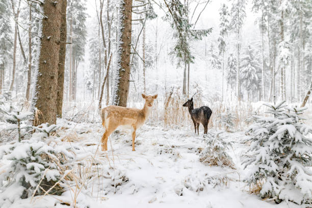 Going for a walk in a forest / park in winter with snow covered landscape scenery beautiful deer walking searching food wild