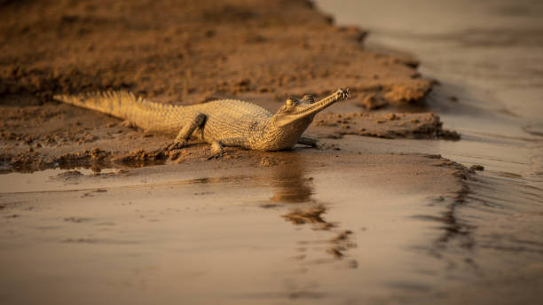 Young gharial by the water of the Chambal River A one-year-old gharial enjoys the sun by the Chambal River, in Uttar Pradesh (India) gavial stock pictures, royalty-free photos & images