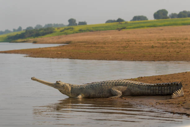 gavial du gange sur les rives du fleuve chambal - gavial photos et images de collection