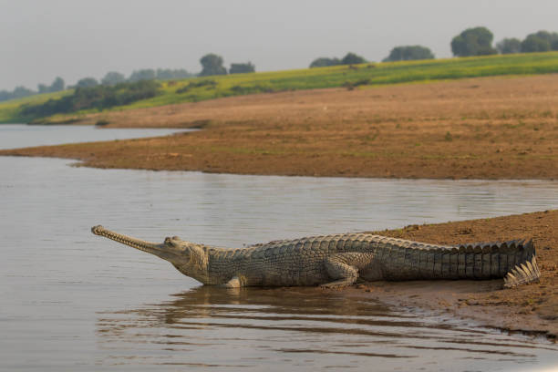 Gharial on the shores of the Chambal River A rare Gharial (fish-eating crocodile) sunbathes by the Chambal River, in Uttar Pradesh (India) gavial stock pictures, royalty-free photos & images