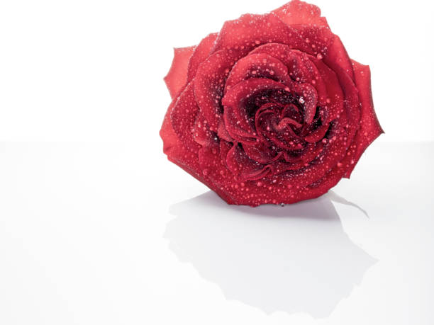 istock High Key Macro of Red Rose 1128553486