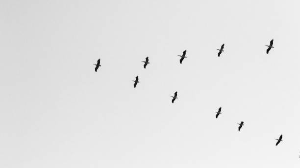 istock Great white pelicans over the Chambal River 1128553490