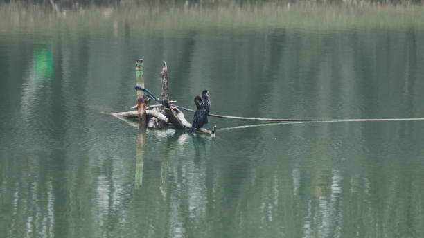 istock Pygmy Cormorant bird on lake 1128553607