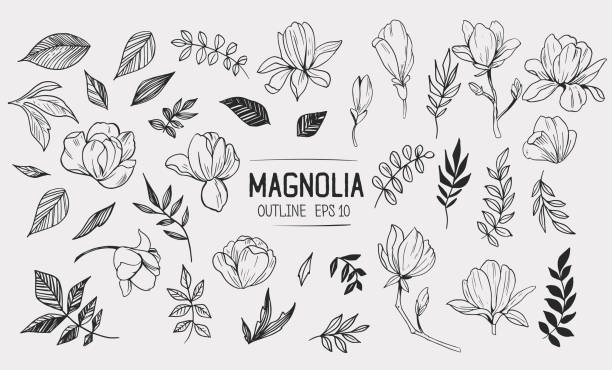illustrations, cliparts, dessins animés et icônes de ensemble de magnolia avec des feuilles. éléments floraux pour la conception. vector. isolé - magnolia
