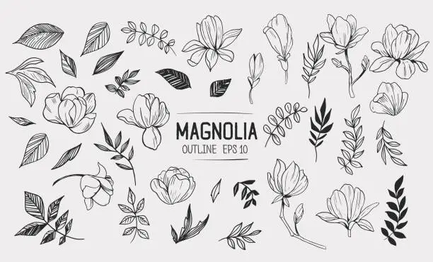 Vector illustration of Set of magnolia with leaves. Floral elements for design. Vector. Isolated