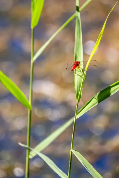 Red dragonfly perched on a green blade of grass in a pond, natural bokeh background