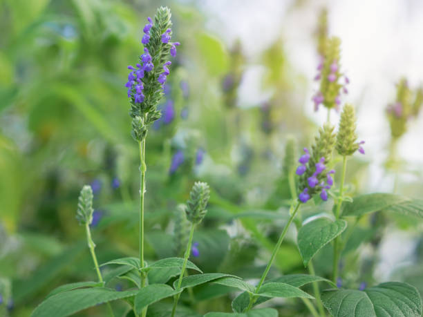 Chia Flowers in garden Salvia hispanica flowers, known as Chia, a healthy food plant with purple flowers from the mint family, Lamiaceae growing in garden chia seed stock pictures, royalty-free photos & images