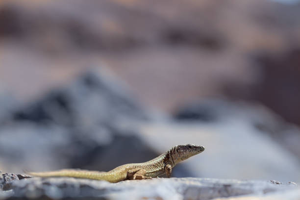 istock Lizard on a stone on the background of the rock 1128559638