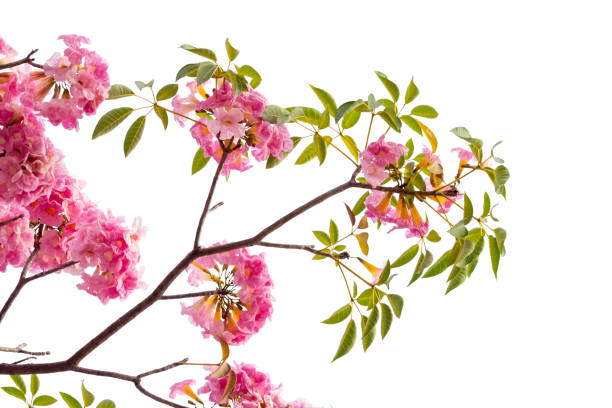 istock Pink flower and tree branch isolated on white background 1128559702