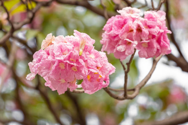 istock Pink flower and tree branch blur nature background 1128559703