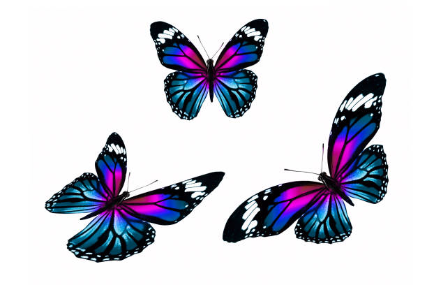 istock set of colored tropical butterflies isolated on white background 1128559785