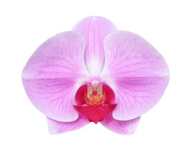 istock Purple phalaenopsis orchids blooming isolated on white background with clipping path, natural ornamental plants 1128563115