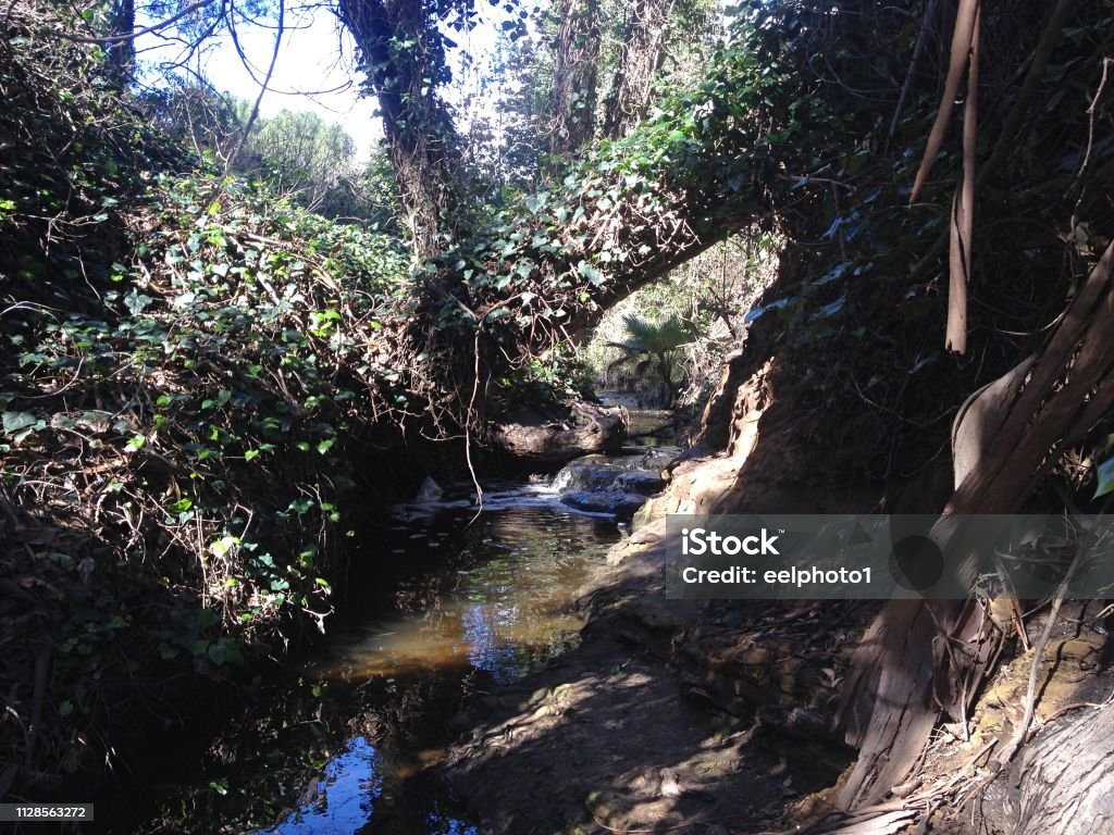 Peaceful stream in the forest Malibu, California Backgrounds Stock Photo