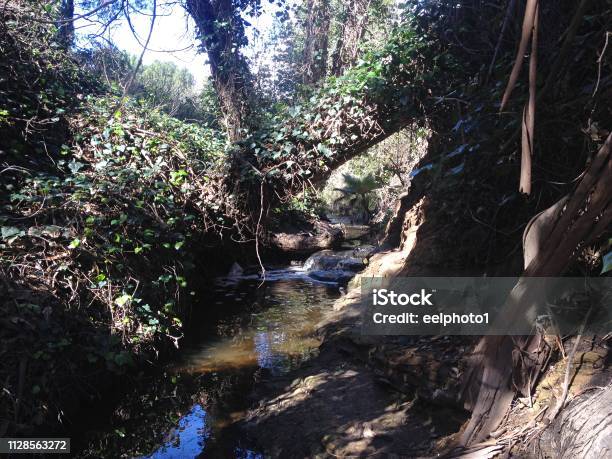 Peaceful Stream In The Forest Stock Photo - Download Image Now - Backgrounds, Beauty, Beauty In Nature