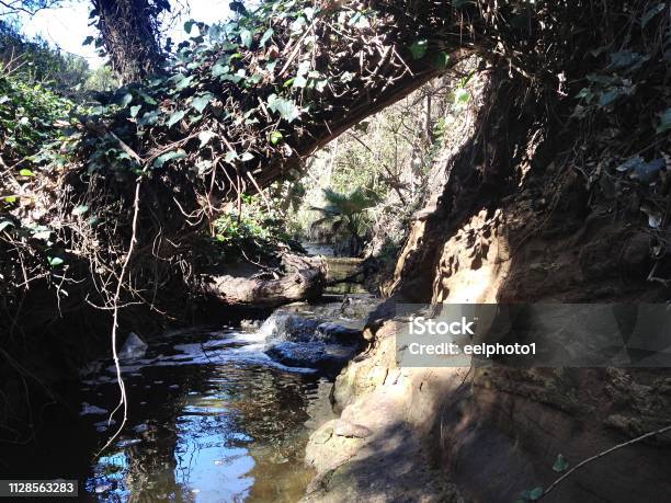 A Quiet Stream In Sunlight Stock Photo - Download Image Now - Backgrounds, Beauty In Nature, Branch - Plant Part