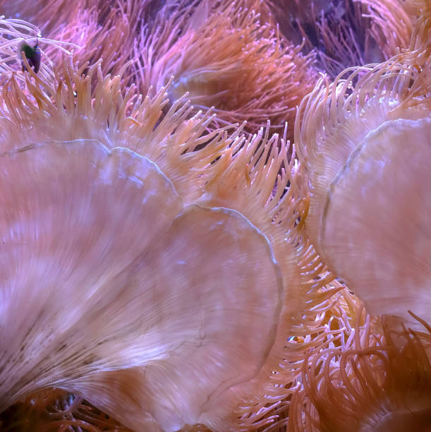 Bubble Sea Anemone (Entacmaea quadricolor) Bubble Sea Anemone (Entacmaea quadricolor). Sea animal. bubble tip anemone entacmaea quadricolor stock pictures, royalty-free photos & images