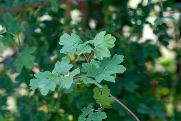Feldahorn Acer Country