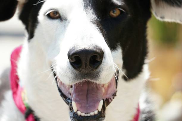 istock A happy dog @ enjoying outdoor 1128573519