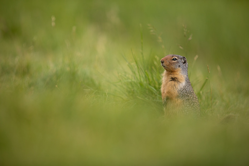 A Columbian ground squirrel pops up to look for friends or food. \