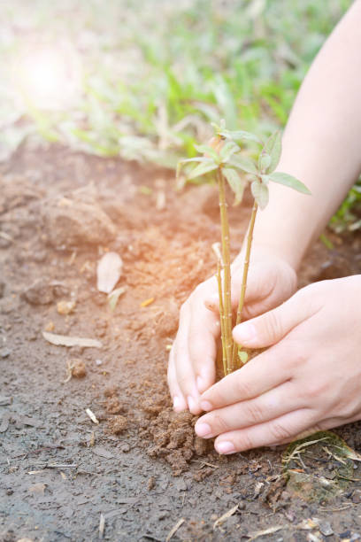 istock World environment day and World Day to Combat Desertification and Drought. Reforestation eco bio arbor ecosystems reforestation concept. Child's hands growing seeding plant,natural ecology concept 1128579287