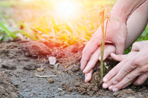 World environment day reforesting eco bio arbor CSR ESG ecosystems reforestation concept.Image of hands of father and daughter child growing tree on soil. Parent and child planting nature together.