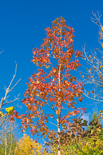 American Sweetgum Tree in the fall in Cumberland Gap National Park in Kentucky