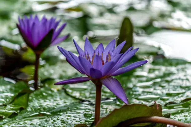 Lavender lily's in a rainforest pond.