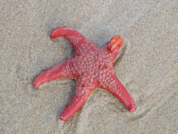 Red starfish on a beach in Australia