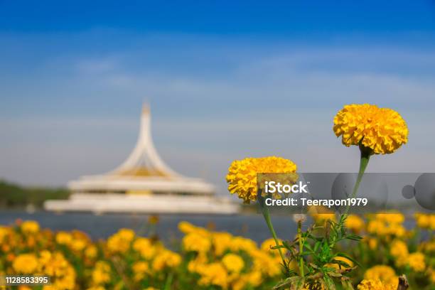 Photo libre de droit de Marigold En Jardins Fleurs Jaunes Au Jardin banque d'images et plus d'images libres de droit de Agriculture - Agriculture, Arbre en fleurs, Automne