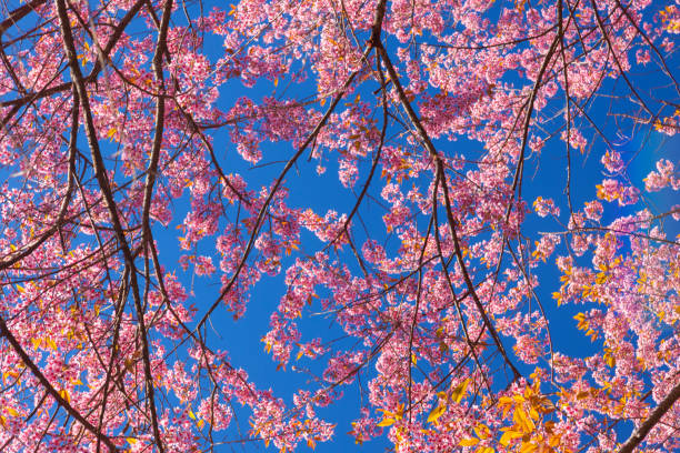 istock Cherry blossoms or Sakura flower in Thailand 1128583507