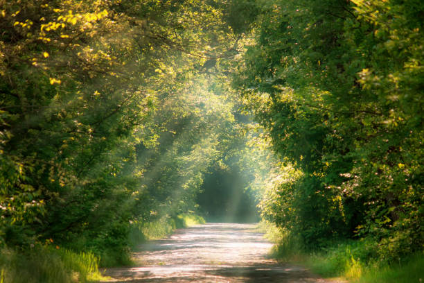 istock Sunny spring or summer landscape in green park with block road, selective focus 1128586178
