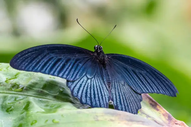 Tropical butterfly sitting on a leaf.