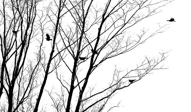 вороны летают и приземляются на зимних деревьях - tree winter bird branch stock illustrations