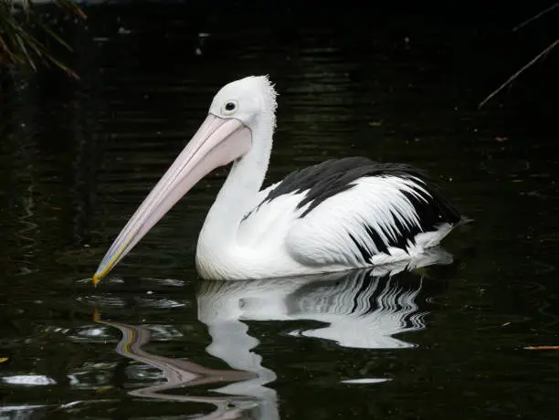 Swimming Australian pelican