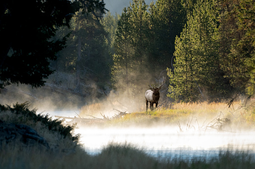 Five Female Elk Graze At Sunset In Yellowstone National Park