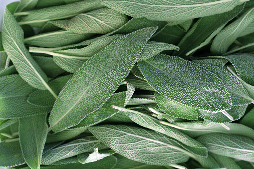 Fresh bright green sage leaves on display at a farmers market.