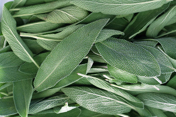 A close-up on a pile of sage leaves Fresh bright green sage leaves on display at a farmers market. sage photos stock pictures, royalty-free photos & images