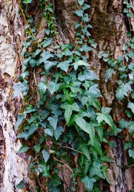 istock Wooden background with ivy 1128596934