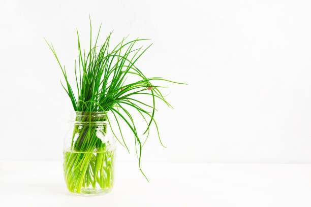 decorativeonionspring landscape