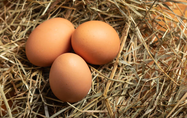 istock fresh chicken eggs on a bed of straw 1128597823