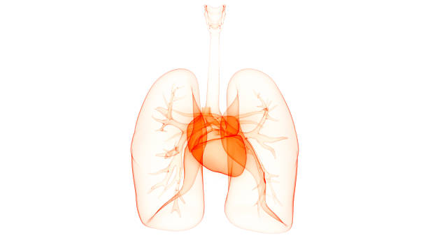 anatomie du coeur humain - renal vein photos et images de collection