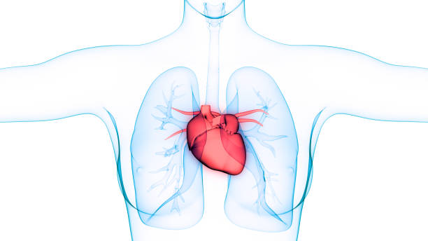 istock Human Heart Anatomy 1128597861