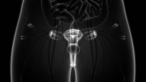 anatomie der weiblichen fortpflanzungsorgane - vagina uterus human fertility x ray image stock-fotos und bilder