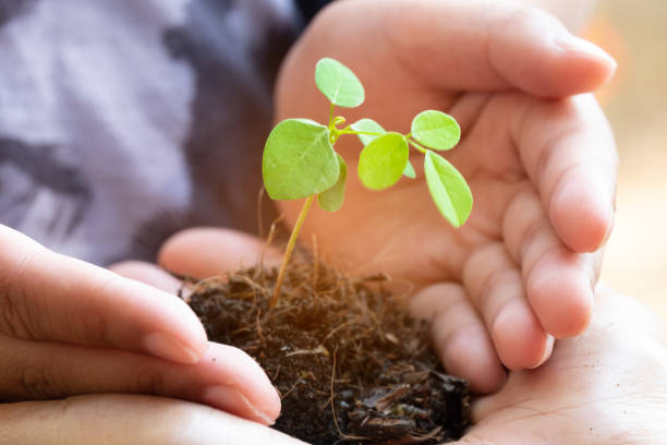 istock Sprout Plant and Soil Holding in Hands. Tree Growing and Prevent by Human. Environment and Ecology Concept 1128598291
