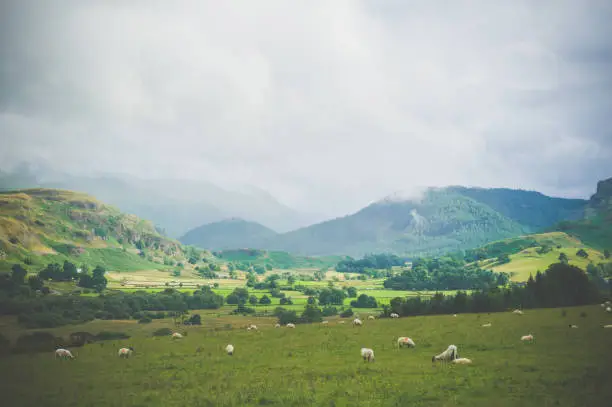 Sheeps in Scottish highland farm