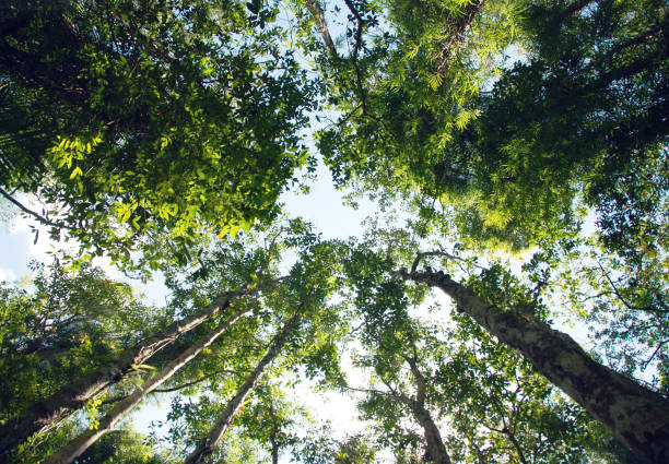 istock Beautiful trees in green forest at Thailand. 1128600346