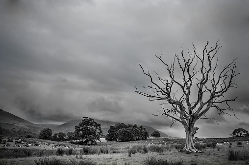A black and white dead tree