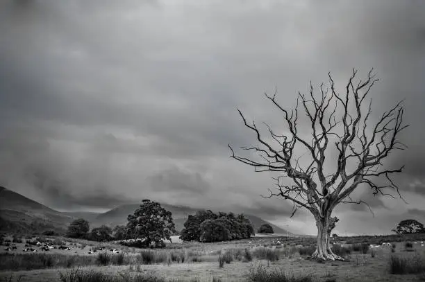 Photo of A black and white dead tree