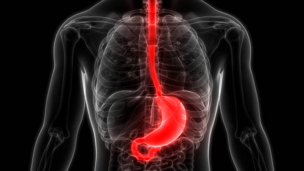 anatomia dello stomaco dell'apparato digerente umano - esofago foto e immagini stock