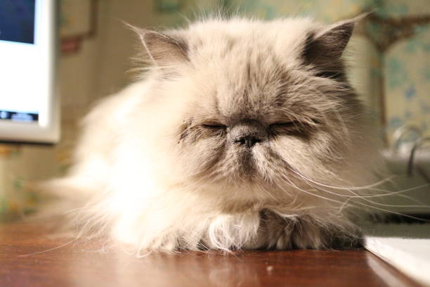 istock portrait of a white cat in the interior 1128602957